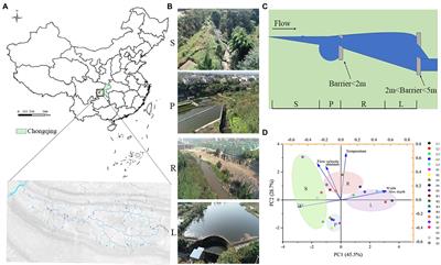 Shifts in composition and function of bacterial communities reveal the effect of small barriers on nitrous oxide and methane accumulation in fragmented rivers